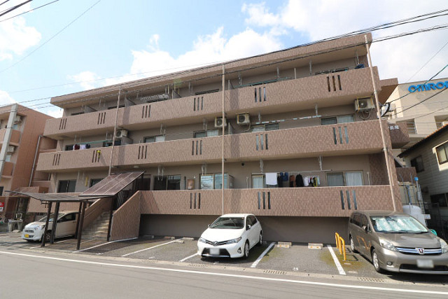 サイネリア長尾