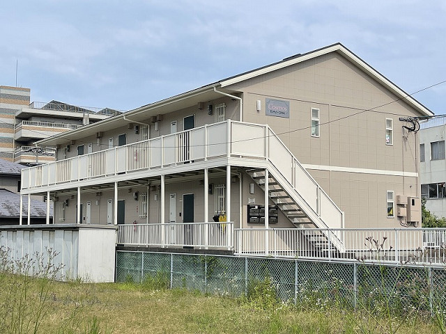 センチュリーコスモス