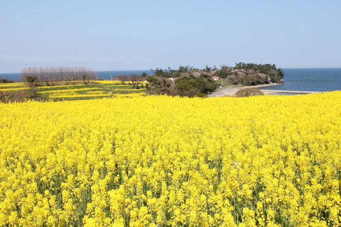 九州最大級の花絶景が広がる 長崎鼻 大分のエリア情報 別大興産大分 賃貸