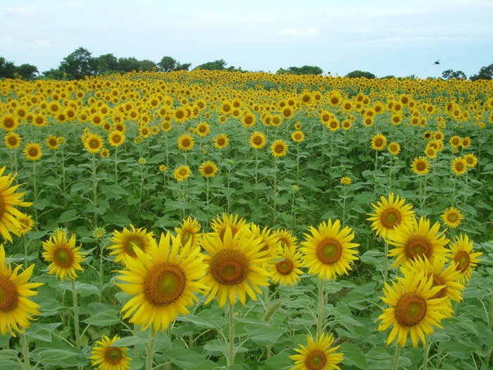 九州最大級の花絶景が広がる 長崎鼻 大分のエリア情報 別大興産大分 賃貸