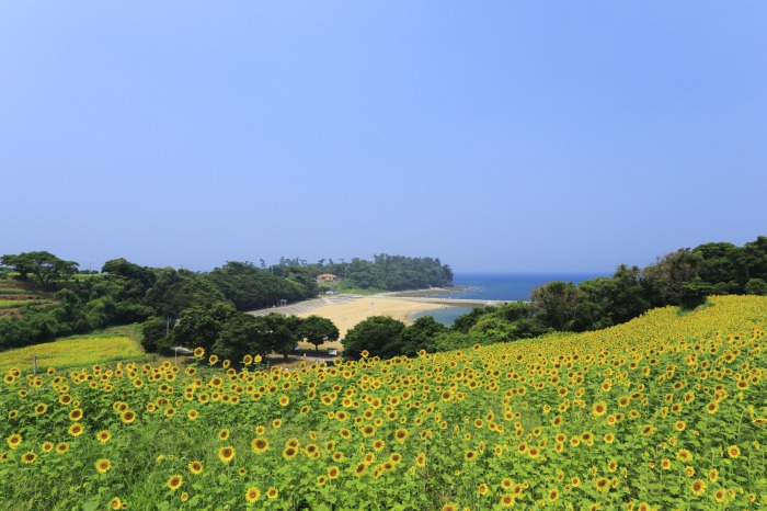 九州最大級の花絶景が広がる 長崎鼻 大分のエリア情報 別大興産大分 賃貸