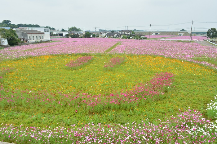 三光コスモス園2