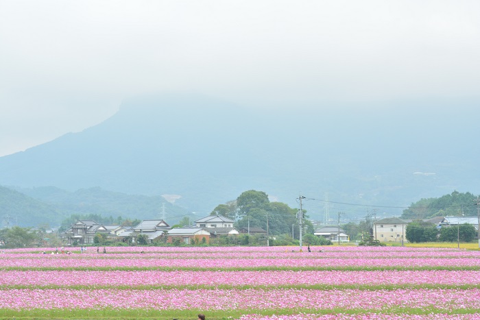 三光コスモス園3