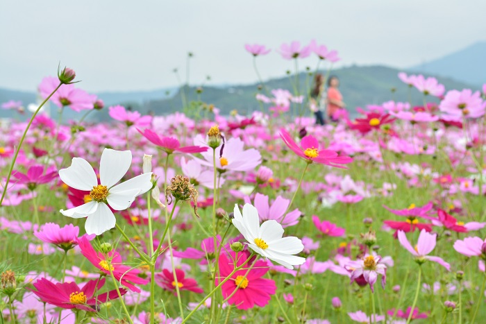 三光コスモス園4