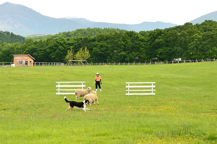 九重町やまなみ牧場_08