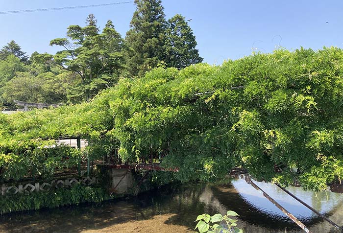 西寒多神社_04