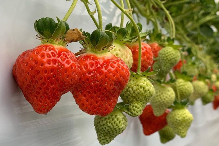 竹田市_パルクラブ06